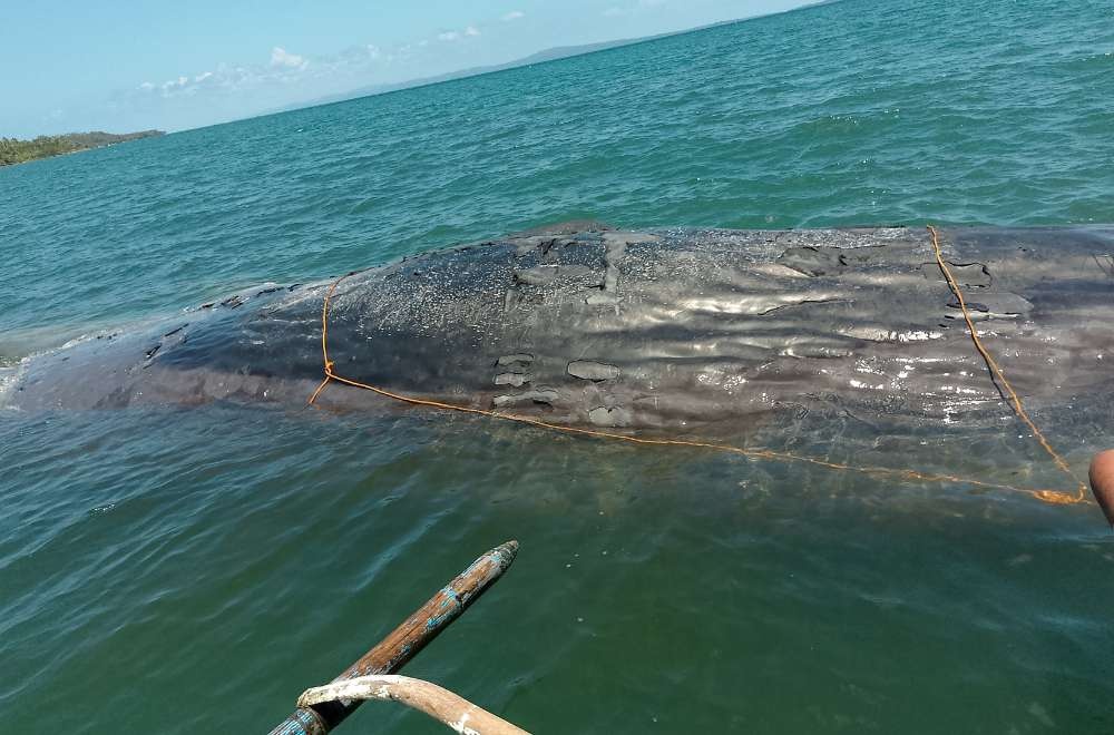 抹香鲸在菲律宾海域搁浅死亡