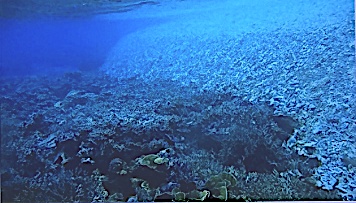 菲大海洋研究: 海洋珊瑚礁破坏 菲律宾海警: 肯定是中国