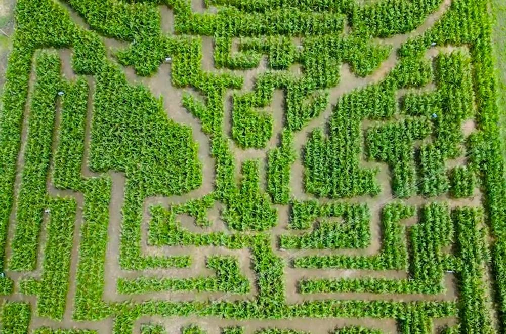菲律宾农业学院为庆祝校庆 创建"玉米迷宫"